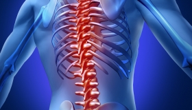 spine